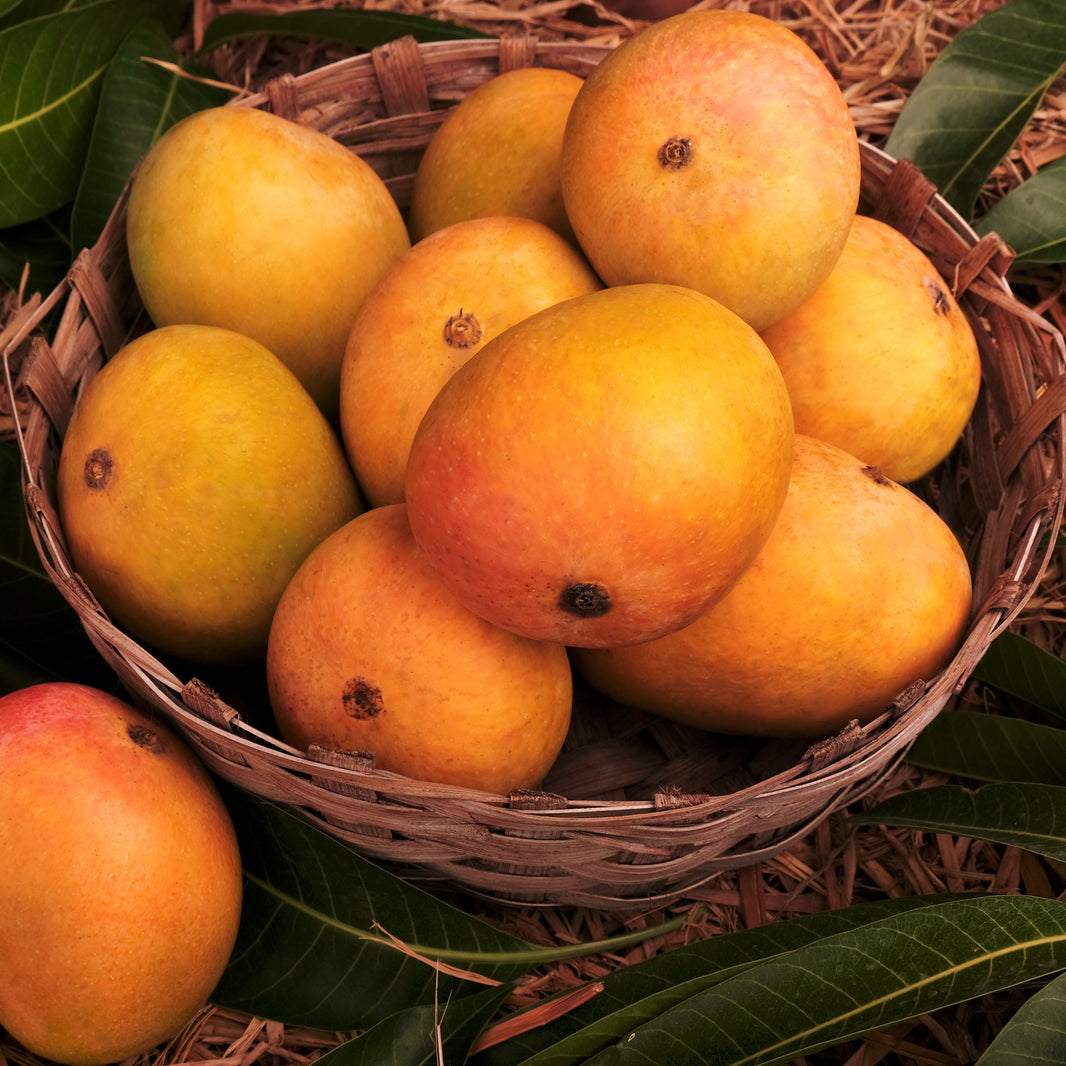 KOKANKANYA Devgad Alphonso Mango - GI Tagged, Carbide-Free, Premium Quality - 1 Dozen Box