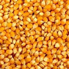 Premium grade Corn made from desi makka Pioneer,Sakhi