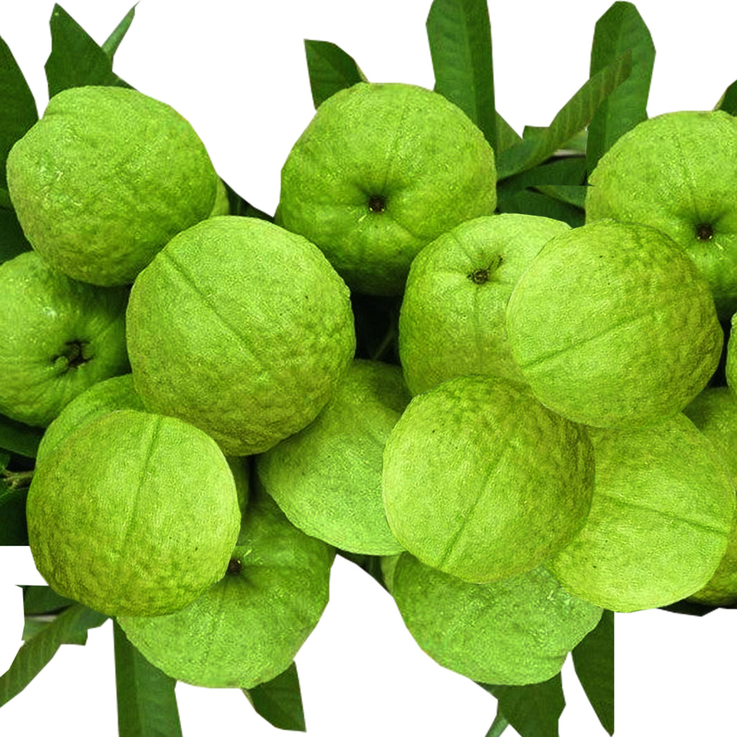 TAIWAN GUAVA, Pink Pulp, Rich in Vit-C, Roshani SHG, Pack Of 2000 gm