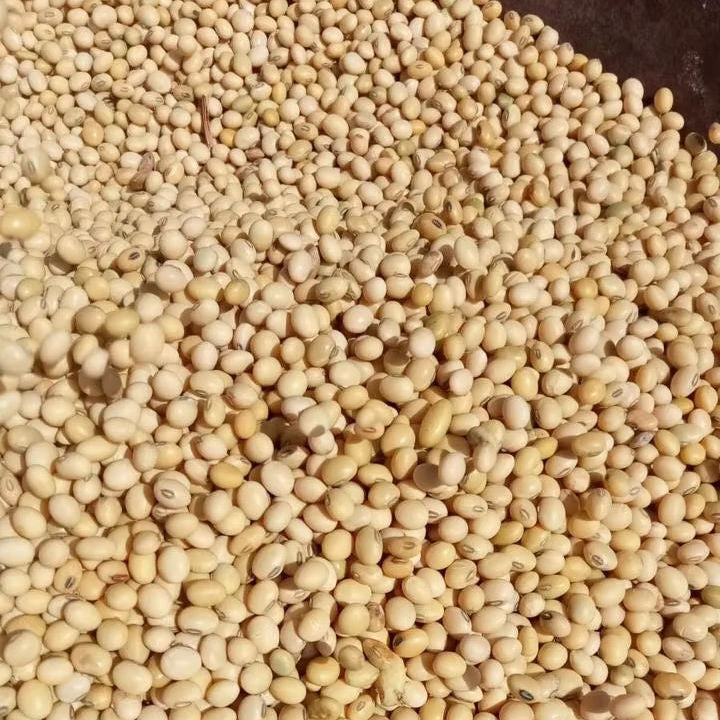 Premium Soyabean B2B Bulk Supply Clean Food Grade Soybeans for Oil Mills Feed Manufacturers Wholesalers Food Processors 35.61 QTL