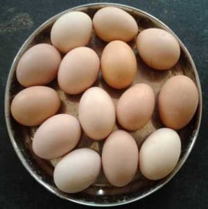 Gavran Andi (Gavti) Eggs