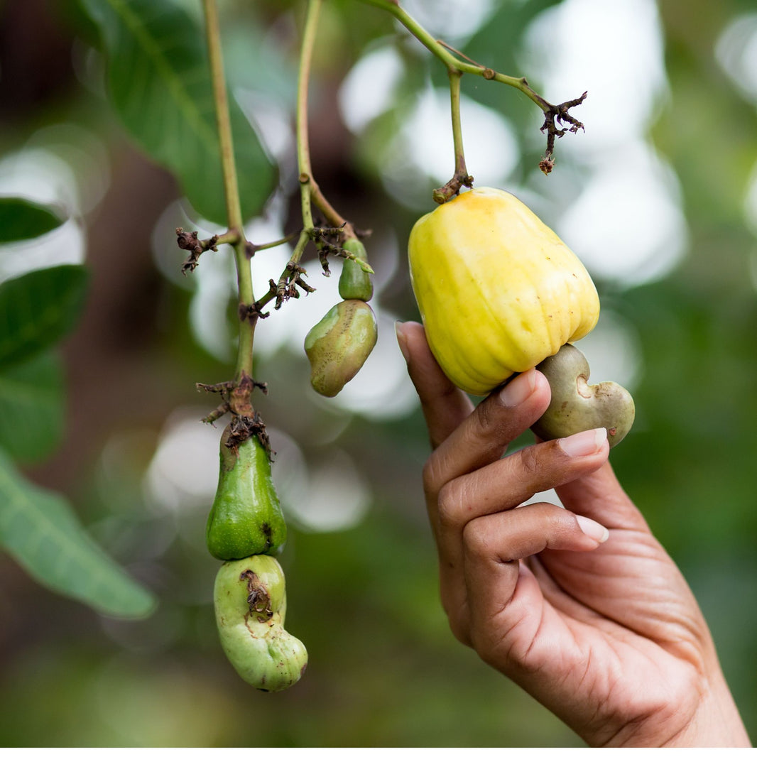 KOKANKANYA Cashew, Healthy, Fiberous, Natural Flavour, Pack of 1000 gm