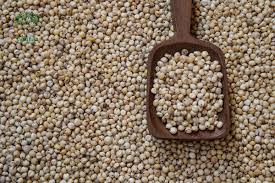 Premium grade Jowar Sorghum made from desi jowar  Maldandi