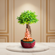 SADARAM Swami Samarth Handcrafted Natural Clay Murti