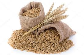 Premium grade Wheat made from desi WHEAT (AJIT 102), Hindavi